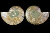 Agatized Ammonite Fossil - Madagascar #114851-1